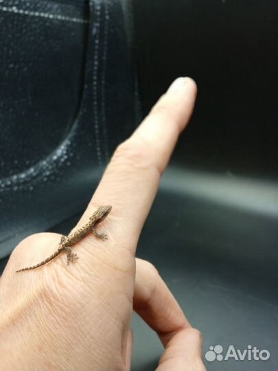 Фруктоядные гекконы (Lepidodactylus lugubris)