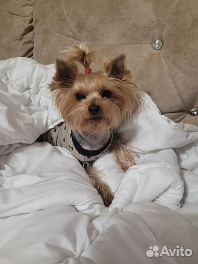 Йоркширский терьер