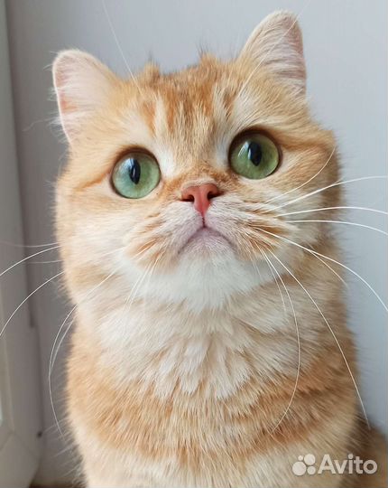 Золотая британочка в добрые руки