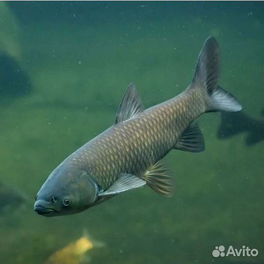 Живая рыба карп толстолобик амур