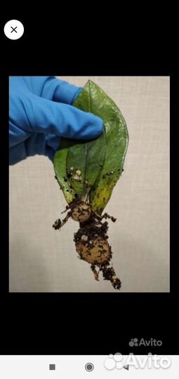 Замиокулькас сорт Супер Нова