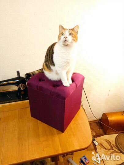 Кошка в дар