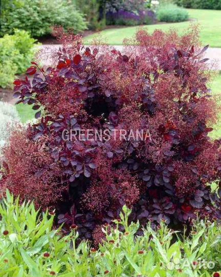 Саженцы Скумпия кожевенная Роял Пёпл Royal Purple