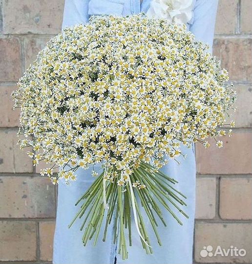 Ромашки Пионы Розы Доставка