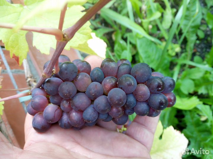 Черенки винограда винно-технического назначения