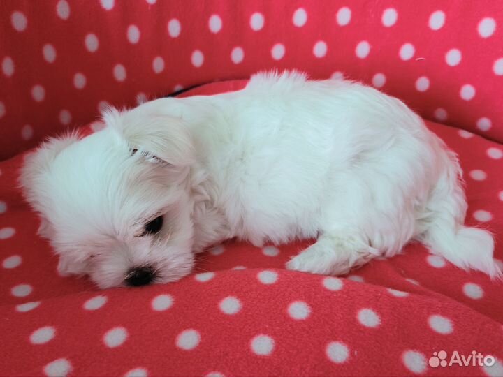 Щенок Мальтийской Болонки