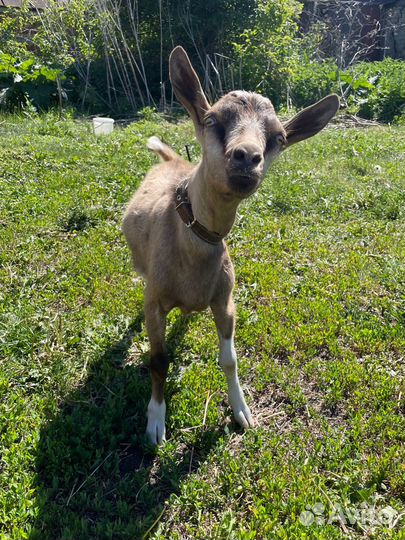 Козлячие козлы