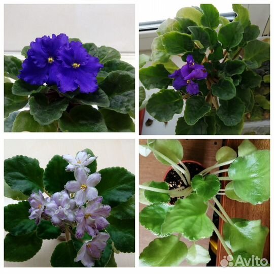 Фиалки сортовые
