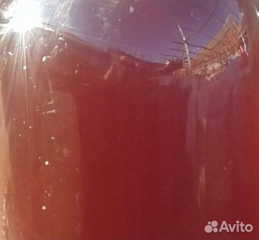 Плодовые и вьющиеся