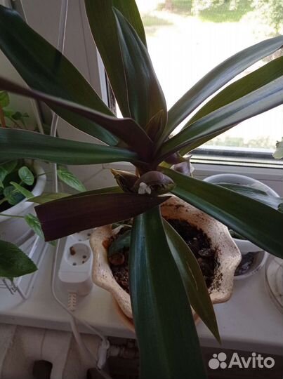 Традесканция