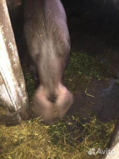 Поросенок Дюрок