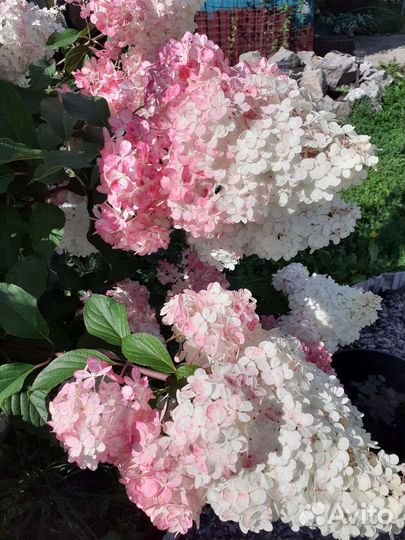 Гортензия цветы