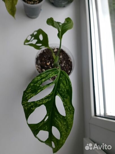 Монстера obligua leichtlinii