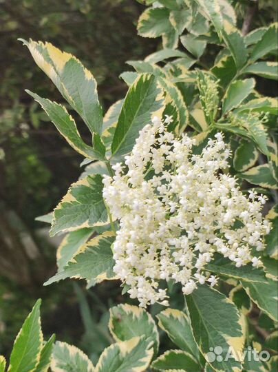 Саженцы бузины