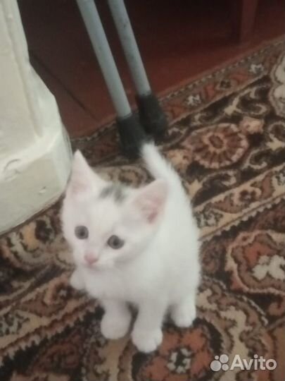 Отдам в добрые руки мальчик котенок