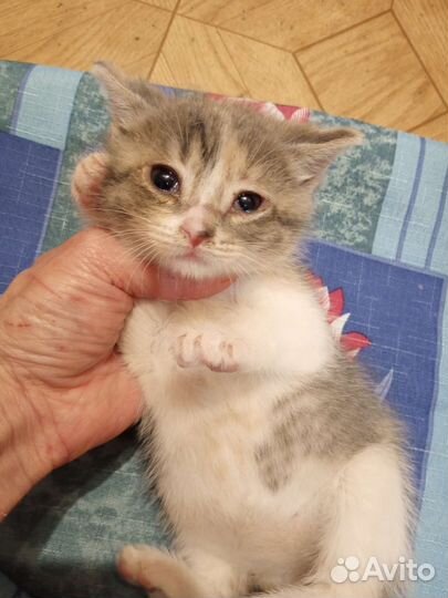 Котенок неженка