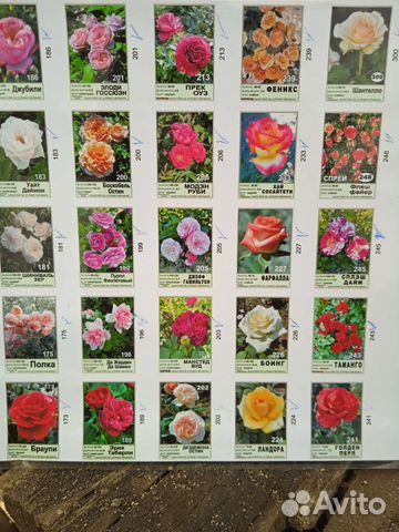 Саженцы роз