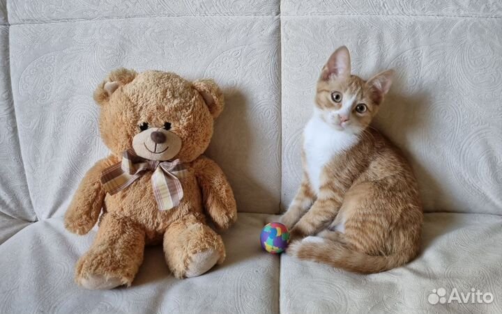 Рыжий котенок мальчик