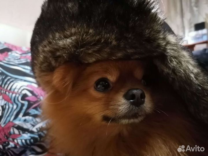 Померанский шпиц мини 