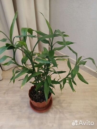 Комнатные цветы драцена