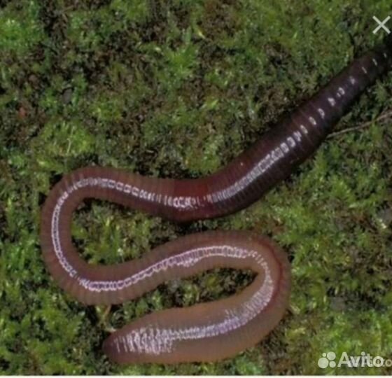 Червь(выползок)