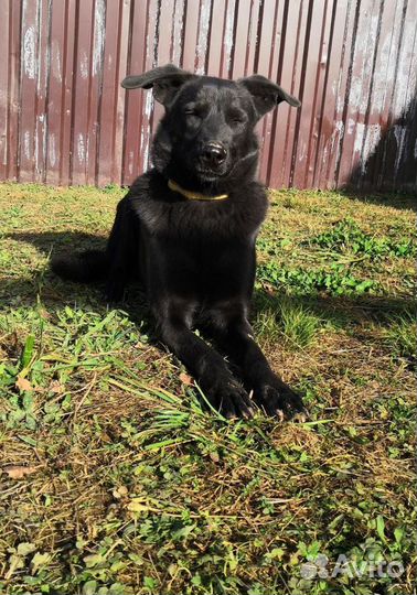 Рой ищет дом