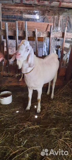 Козел вязка