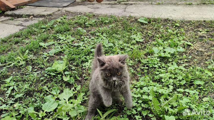 Котенок в дар бесплатно