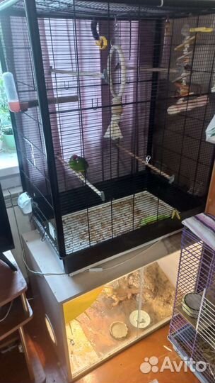 Попугай какарик