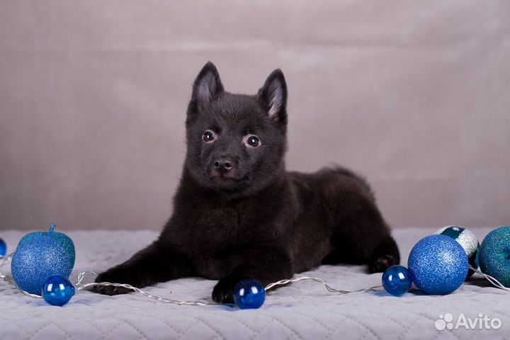 Шипперке щенки