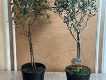 Олива оливковое дерево