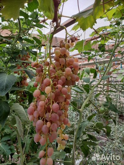 Саженцы винограда