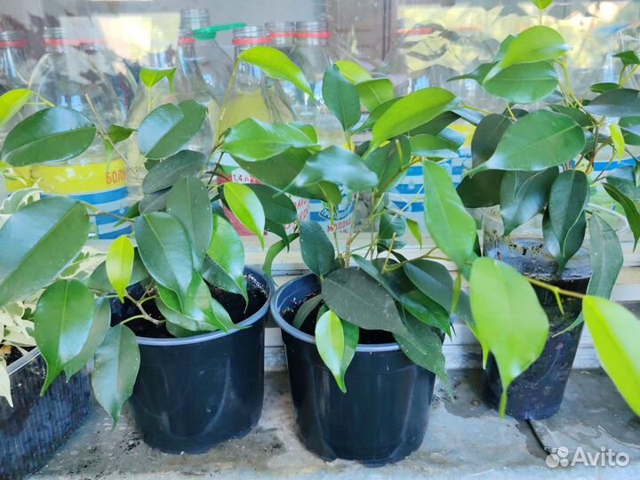 Фикус бенджамина