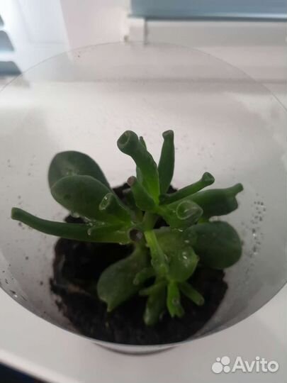 Крассула Голлум