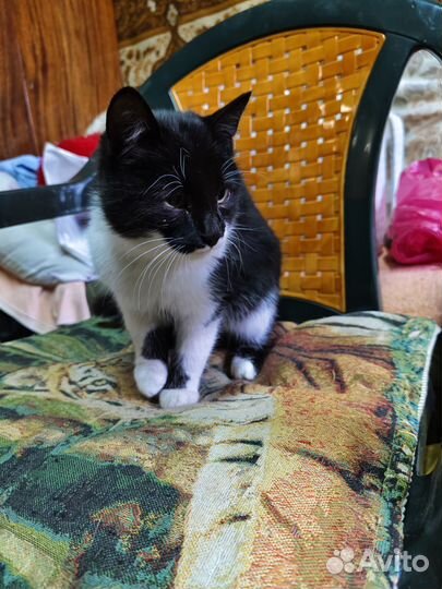 Котята в добрые руки бесплатно