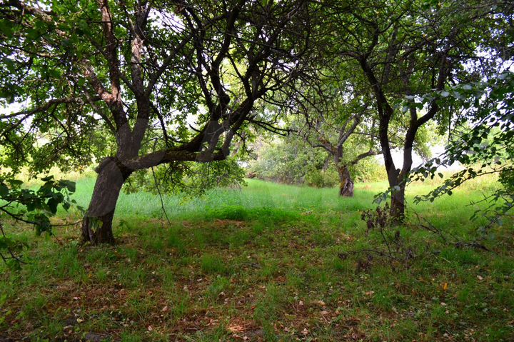 Участок 44 сот. (ИЖС)