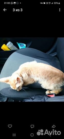 Кошка в беде