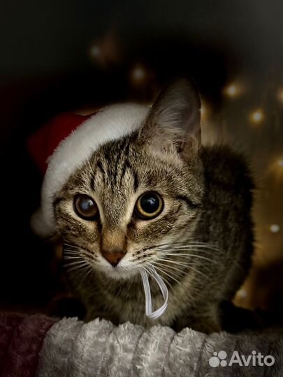 Съемка животных на память или на пристройство