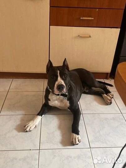 Догситтер выгул собак