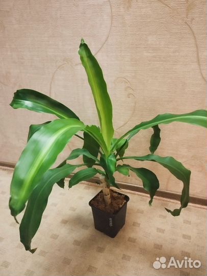 Драцена душистая