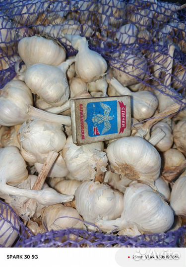 Чеснок домашний