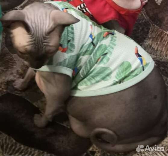 Одежда для животных