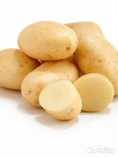 Семенной картофель