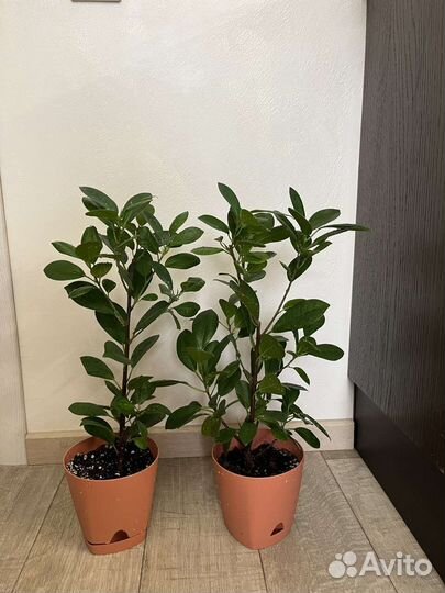 Фикусы сортовые