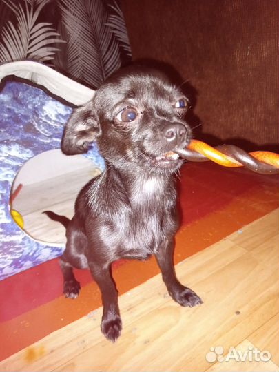 Мини той-терьер