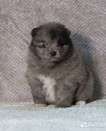 Шпиц мраморная красотка