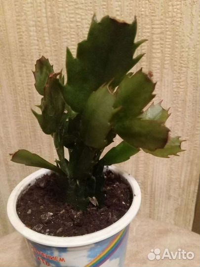 Комнатные растения цветы. Шлюмбергера. Декабрист