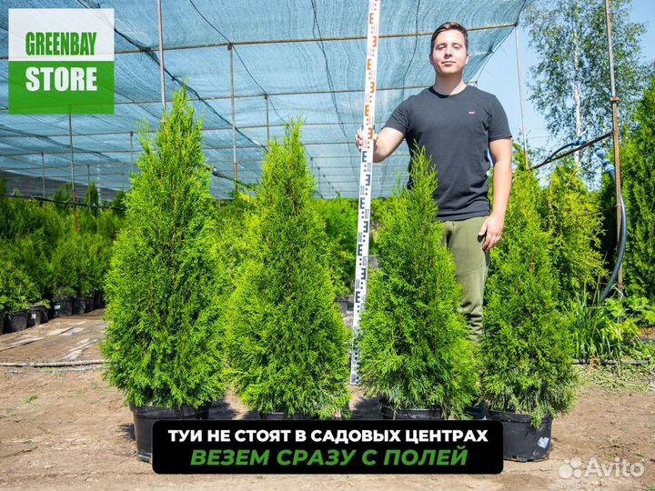 Туя смарагд 120 см свежая копка 2023