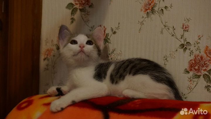 Котик с плащиком