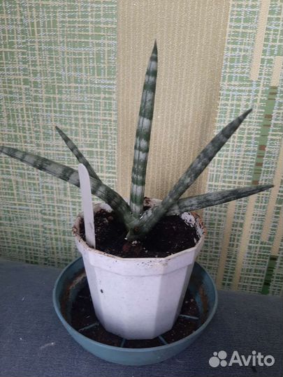 Продам цветы